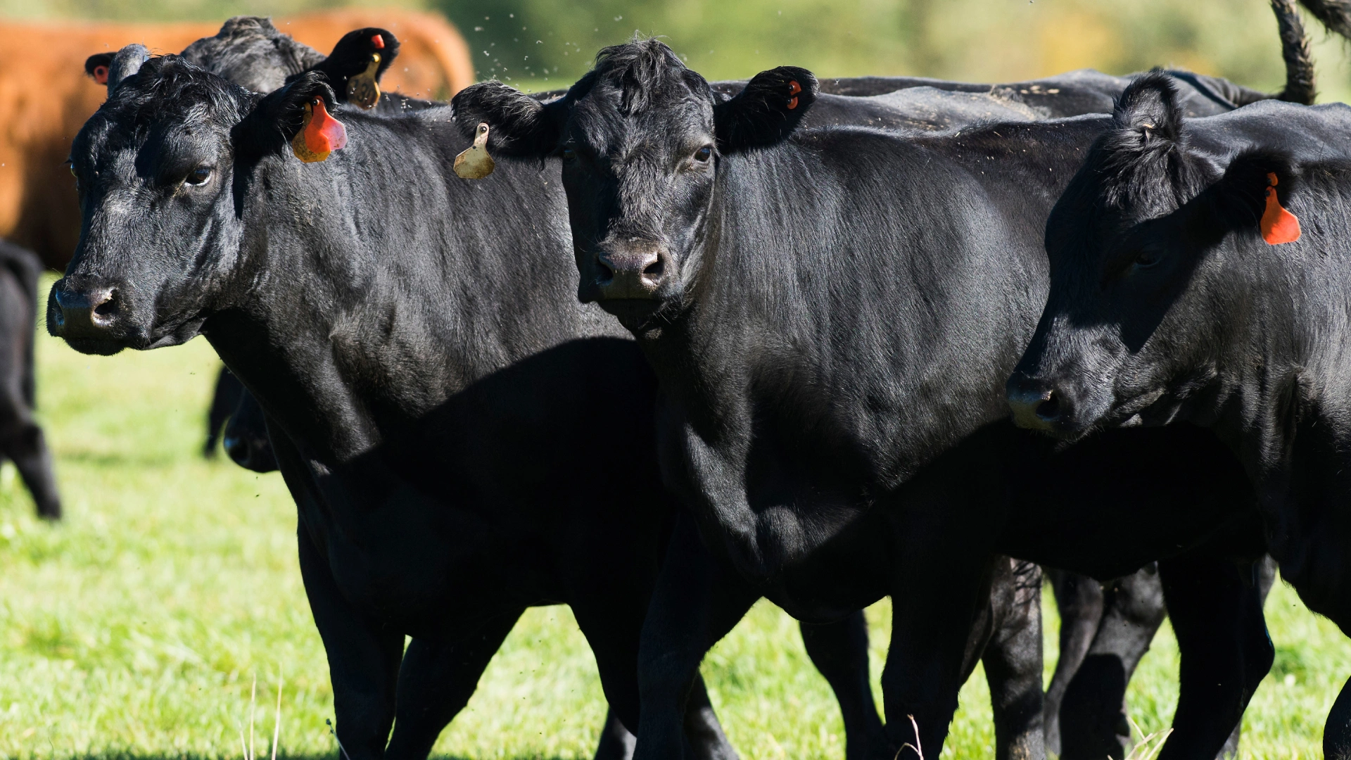 Black Angus cattle on pasture