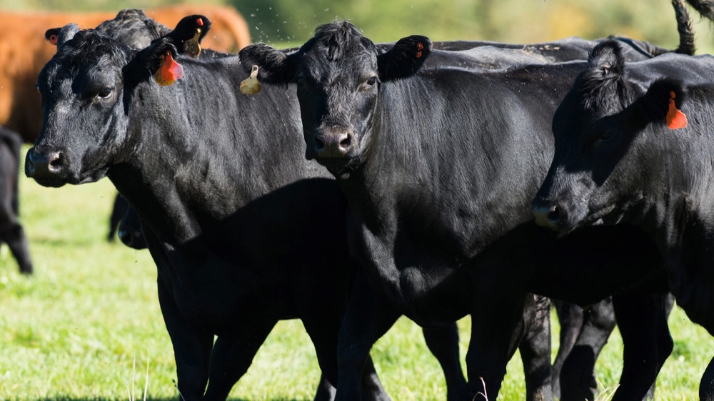Black Angus cattle on pasture